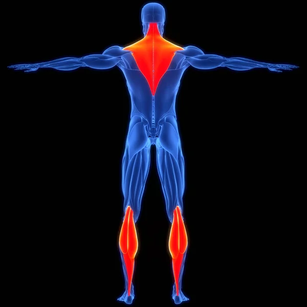 ヒトの筋肉系トラペジウスとガストロネミウスの筋肉解剖学 — ストック写真