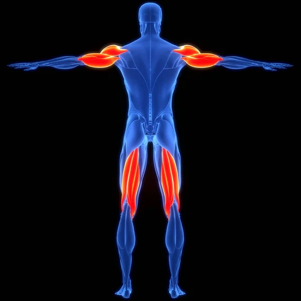 Anatomía Los Músculos Del Sistema Muscular Humano —  Fotos de Stock
