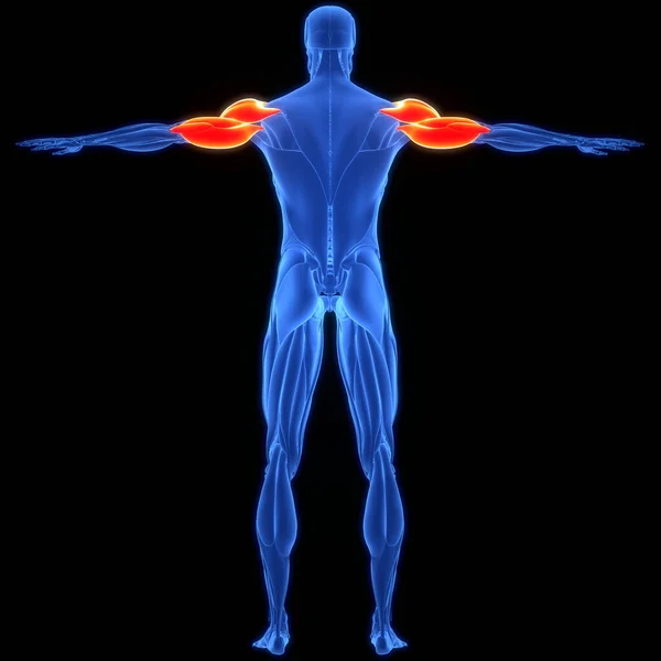 人間の筋肉系の腕の筋肉Deltoideusと三脚の筋肉解剖学 — ストック写真