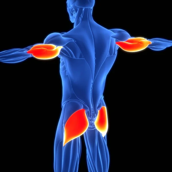 Ludzki Układ Mięśniowy Triceps Gluteus Maximus Anatomia Mięśni — Zdjęcie stockowe