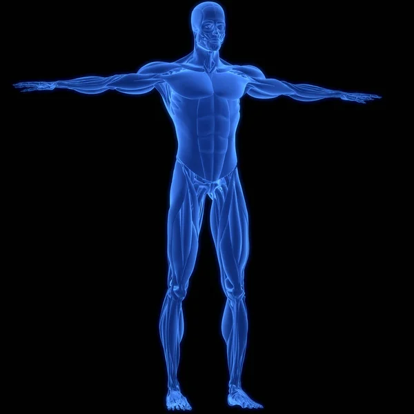Sistema Muscolare Umano Anatomia Dei Muscoli — Foto Stock