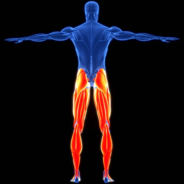 Human Muscular System Legs Muscles Anatomy — Stock fotografie