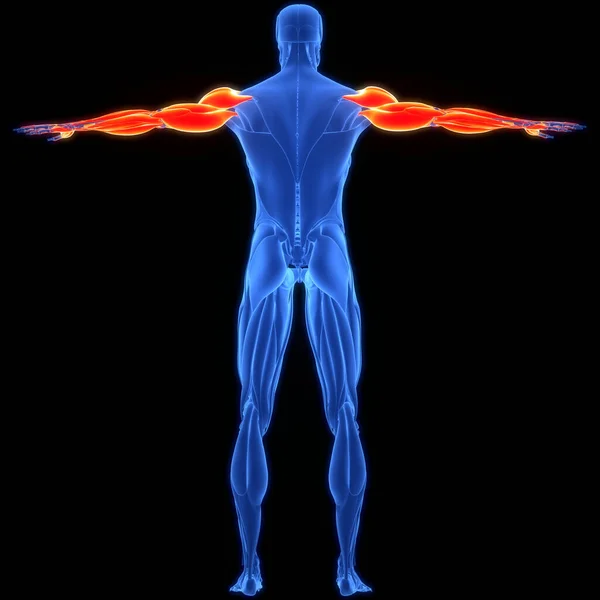인간의 근육은 해부학적으로 — 스톡 사진