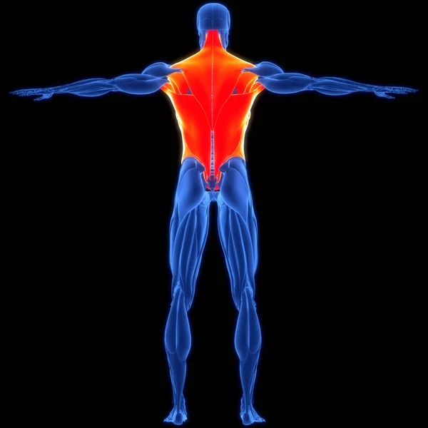 Human Muscular System Torso Muscles Anatomy —  Fotos de Stock