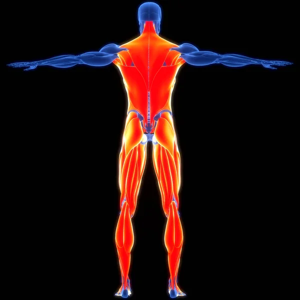 ヒトの筋肉系トルソと脚の筋肉の解剖学 — ストック写真