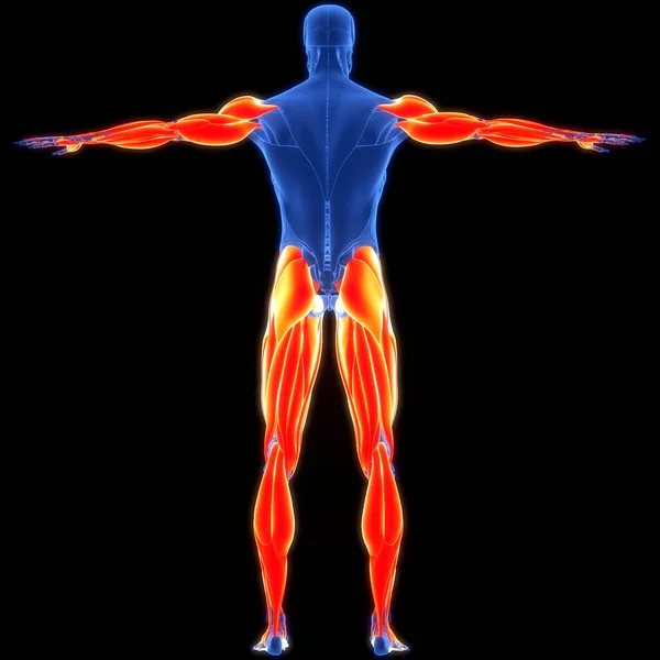 人类肌肉系统手 腿肌肉解剖 — 图库照片
