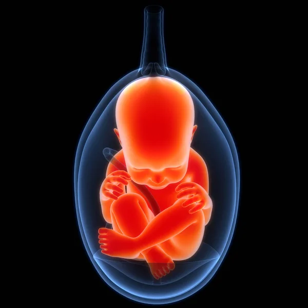 Dítě Lidského Plodu Anatomii Lůna — Stock fotografie