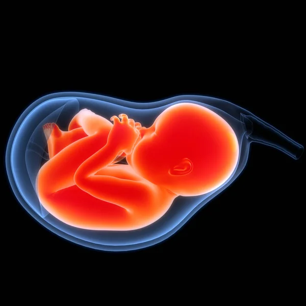 Μωρό Του Ανθρώπινου Εμβρύου Στην Ανατομία Της Μήτρας — Φωτογραφία Αρχείου