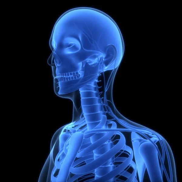 Human Skeleton System Skull Bone Parts Anatomy. 3D