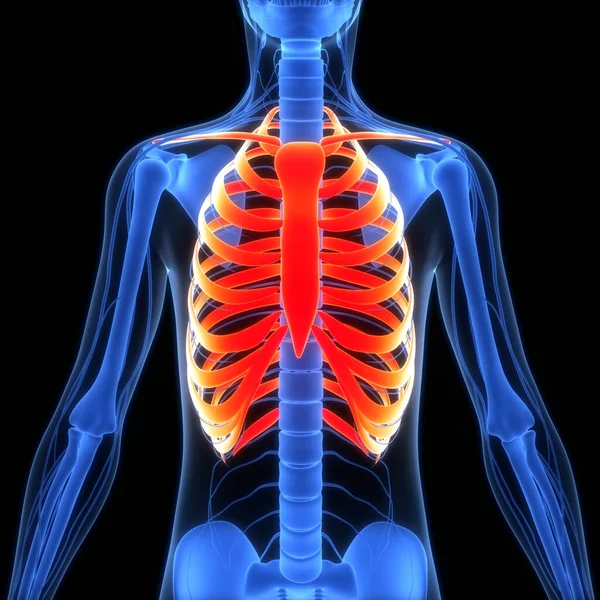 Ανθρώπινο Skeleton Σύστημα Rib Κλουβί Των Οστών Αρθρώσεις Ανατομία — Φωτογραφία Αρχείου