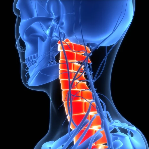 Coluna Vertebral Coluna Vertebral Anatomia Sistema Esqueleto Humano — Fotografia de Stock