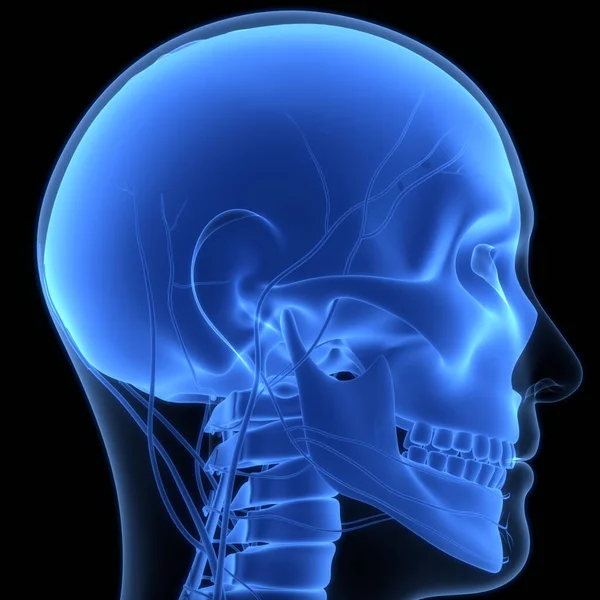 人体骨格系頭蓋骨骨パーツ解剖学 — ストック写真