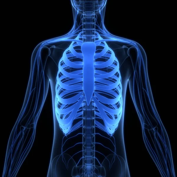 Людська Скелетна Система Рибкова Кістка Єднує Анатомію — стокове фото