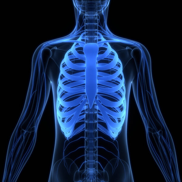 Рёберные суставы человеческой скелетной системы анатомия. 3D