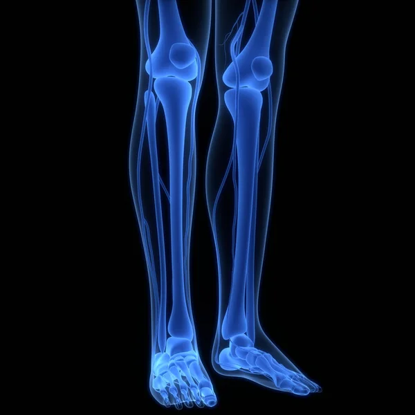 시스템 Human Skeleton System 해부학적 특징이 — 스톡 사진