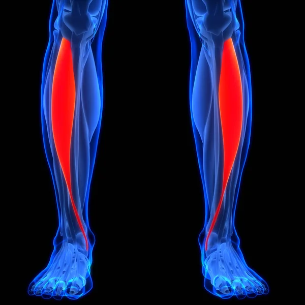 人間の筋肉系の脚の筋肉伸び計Digitorumロングマウス解剖学 — ストック写真