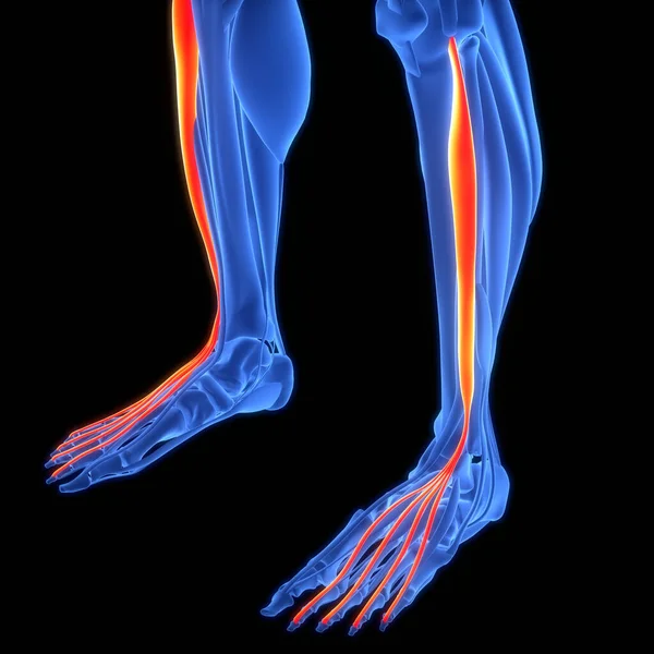 人类肌肉系统腿肌肉伸展肌数字神经隆格斯肌肉解剖 — 图库照片