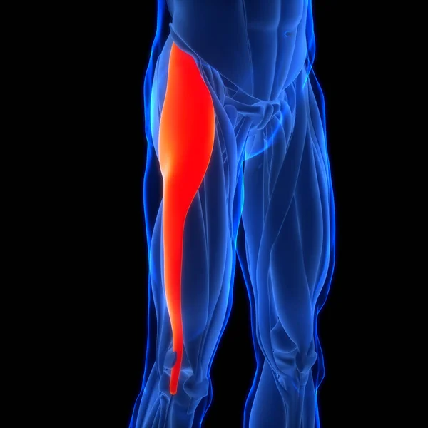 Ανθρώπινο Μυϊκό Σύστημα Πόδι Μύες Tensor Fasciae Latae Μύες Ανατομία — Φωτογραφία Αρχείου
