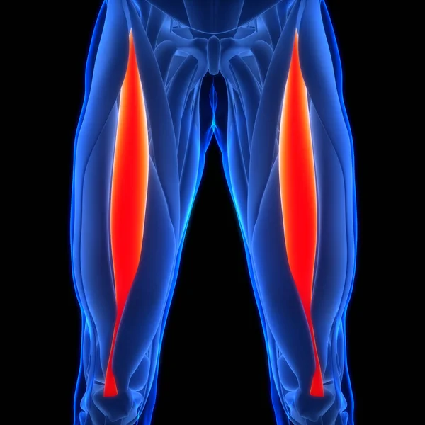 Nsan Kas Sistemi Bacak Kasları Rectus Femoris Kas Anatomisi Boyut — Stok fotoğraf