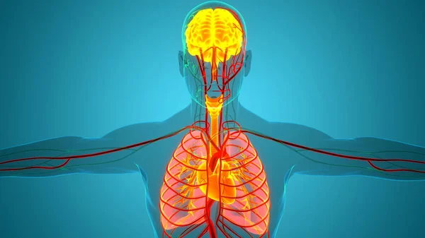 人間の内臓 肺の解剖学を持つ脳 — ストック写真