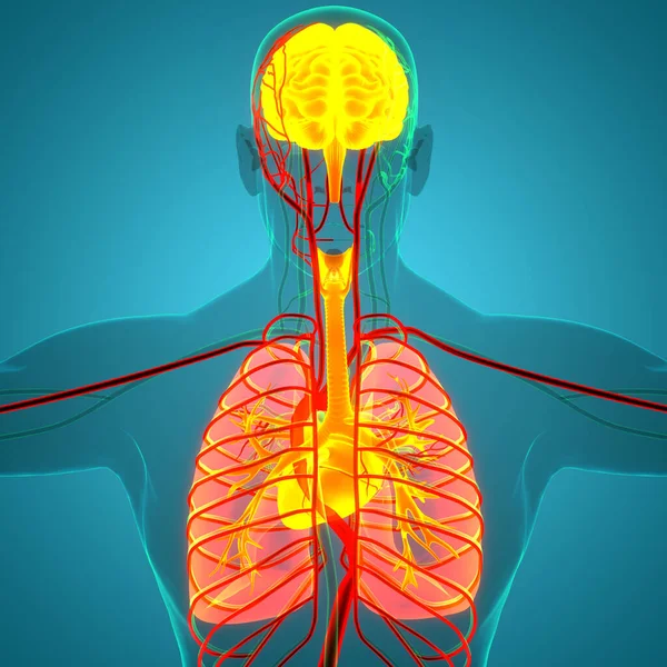 Organi Interni Umani Cervello Con Anatomia Polmonare — Foto Stock