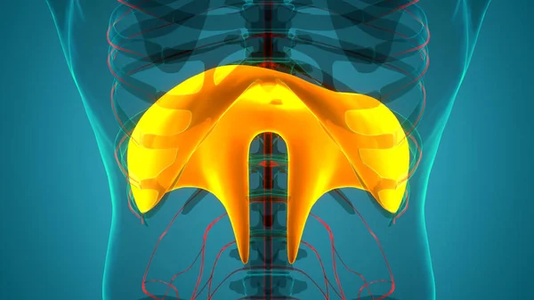 人体呼吸系统横隔膜解剖 — 图库照片