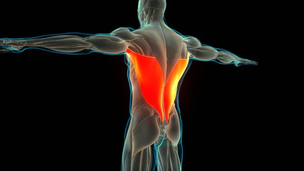Sistema Muscular Humano Torso Músculos Latissimus Dorsi Anatomía Muscular — Foto de Stock