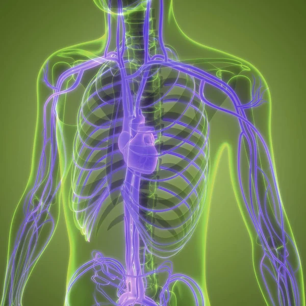 Циркуляційна Система Людини Анатомія Серця Тривимірний — стокове фото