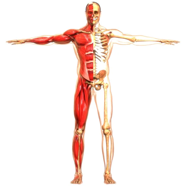 Menschliches Muskelsystem Mit Skelettsystem Anatomie — Stockfoto