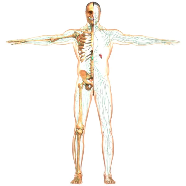 Humain Système Interne Anatomie Des Ganglions Lymphatiques — Photo