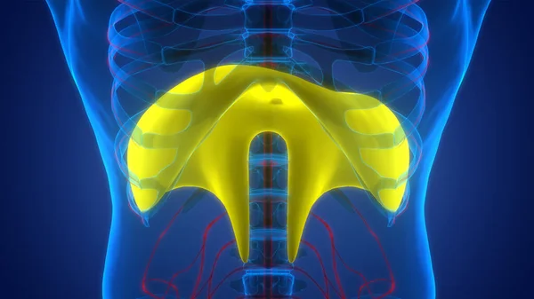 Human Respiratory System Diaphragm Anatomy — Stock Photo, Image