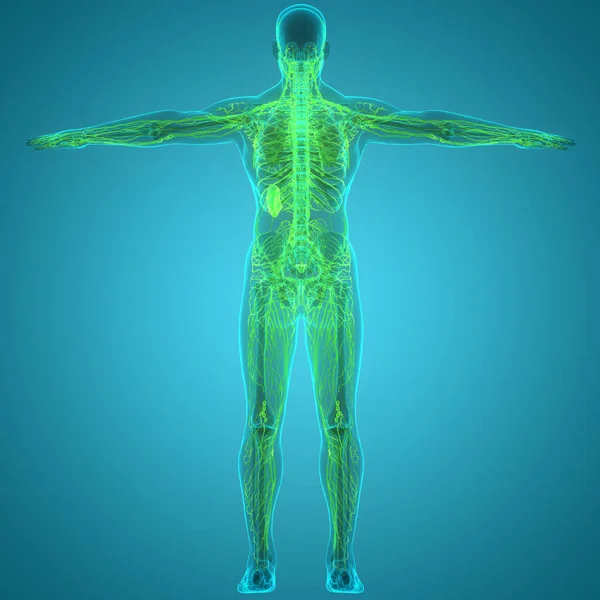stock image Human Internal System Lymph Nodes Anatomy. 3D