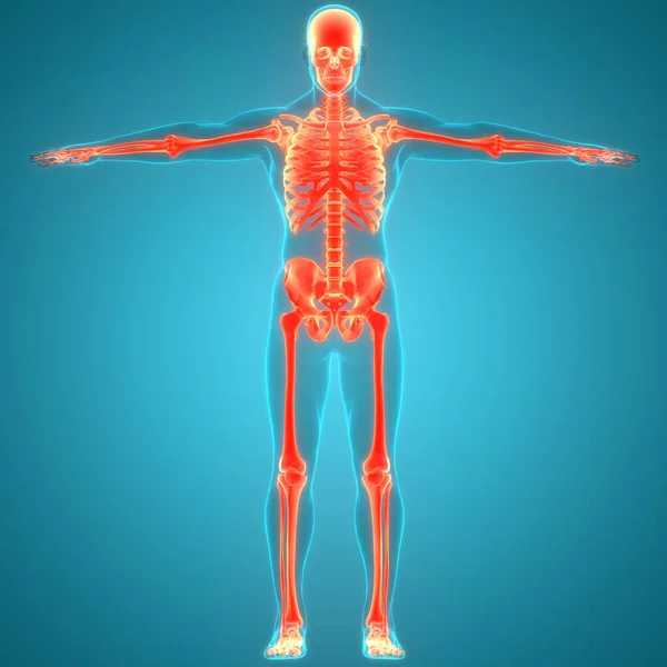 Anatomia Stawów Kostnych Ludzkiego Układu Szkieletowego — Zdjęcie stockowe