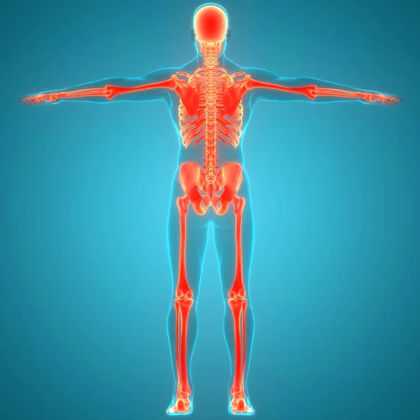 Anatomie Der Knochengelenke Des Menschlichen Skelettsystems — Stockfoto
