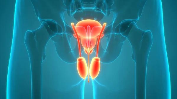 人間の尿系の腎臓と膀胱の解剖学 — ストック写真
