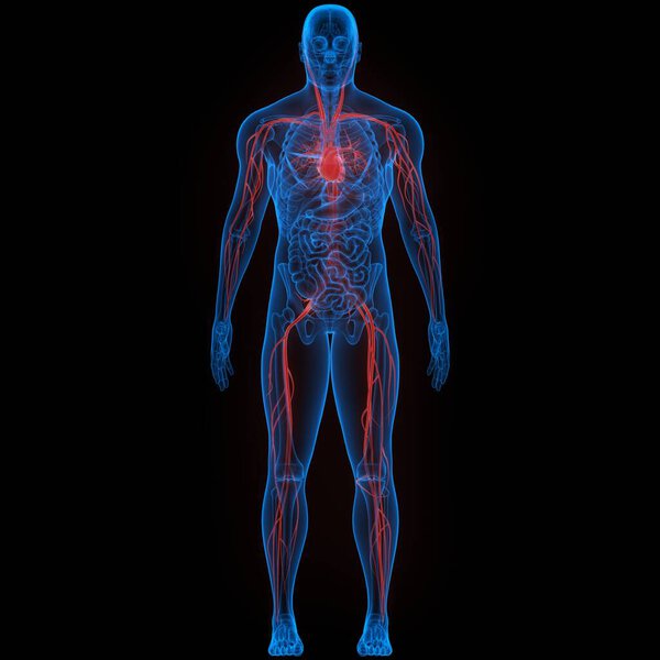 Human Circulatory System Heart Anatomy. 3D
