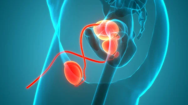 Human Urinary System Kidneys Bladder Anatomy — стокове фото