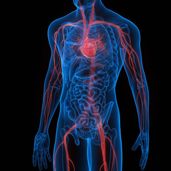 Human Circulatory System Heart Anatomy. 3D