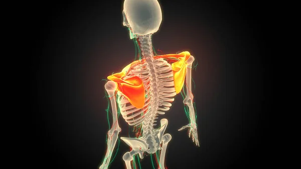 Ludzki System Szkieletowy Pectoral Shoulder Girdle Bone Joints Anatomia — Zdjęcie stockowe