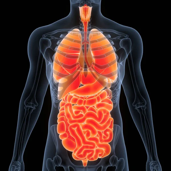 Human Internal Organs Anatomy — Stock Photo, Image
