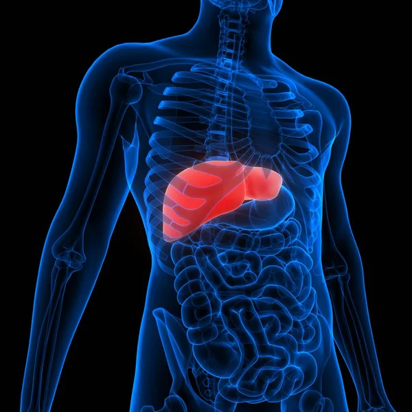 Anatomia Ficatului Digestiv Uman — Fotografie, imagine de stoc