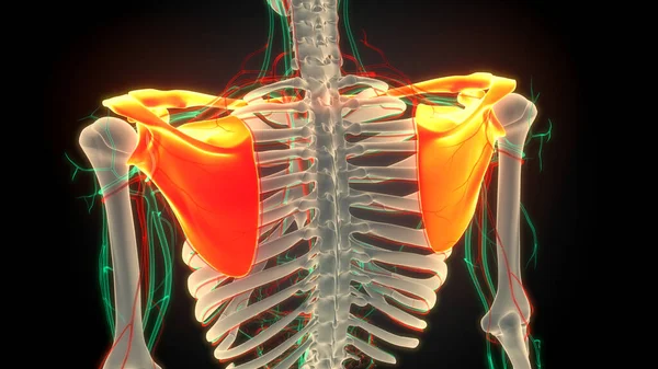 Человеческая Скелетная Система Плечо Ремень Кости Суставов Анатомии — стоковое фото