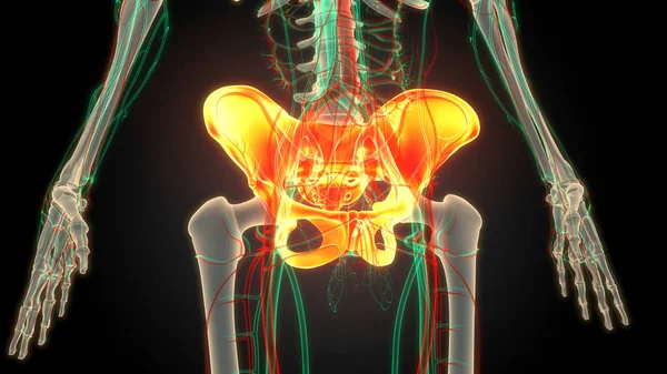 Ludzki System Szkieletowy Stawy Miednicowe Anatomia — Zdjęcie stockowe