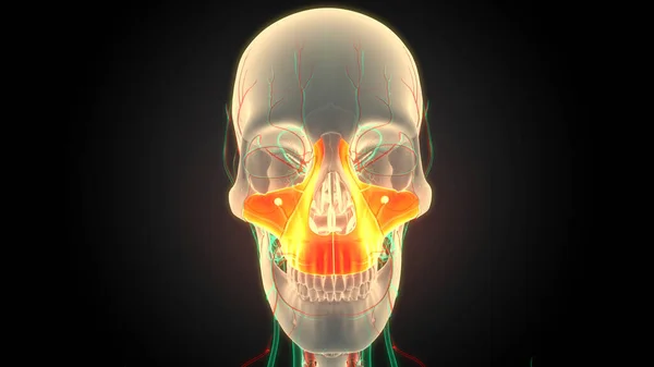 Människans Skelett System Skalle Bendelar Maxilla Anatomi Tredimensionell — Stockfoto