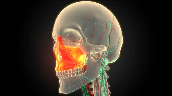Human Skeleton System Skull Bone Parts Maxilla Anatomy. 3D