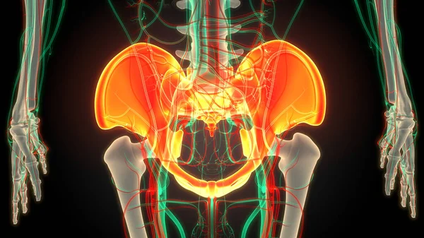人类骨骼系统骨盆围骨关节解剖 — 图库照片