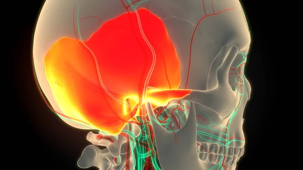 Sistema Esquelético Humano Anatomía Partes Óseas Del Cráneo —  Fotos de Stock