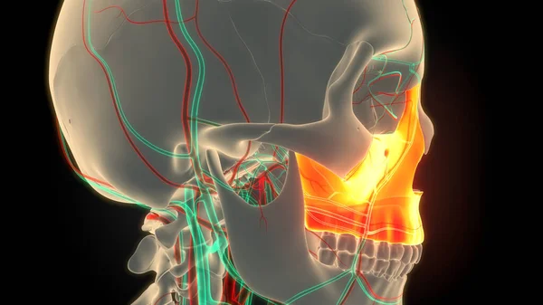 Ανθρώπινο Σκελετικό Σύστημα Κρανίο Μέρη Οστών Maxilla Ανατομία — Φωτογραφία Αρχείου