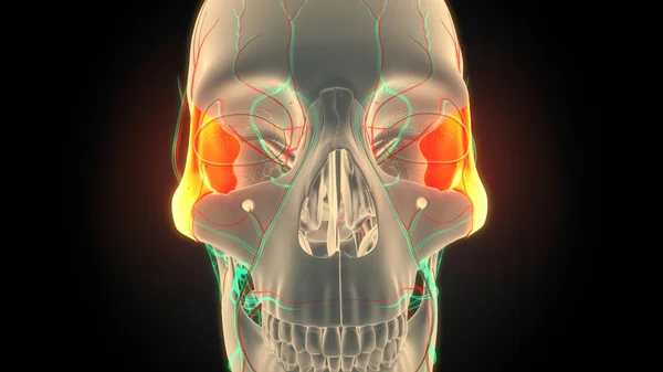 Nsan Skelet Sistemi Kurukafa Kemik Parçaları Zygomatik Kemik Anatomisi Boyut — Stok fotoğraf