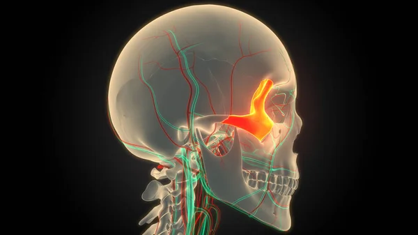 Sistema Esquelético Humano Piezas Del Hueso Del Cráneo Anatomía Ósea —  Fotos de Stock